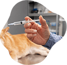 Pet sendo vacinado